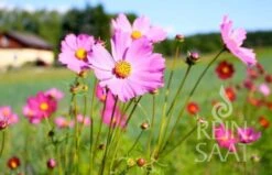 Schmuckkörbchen Mischung