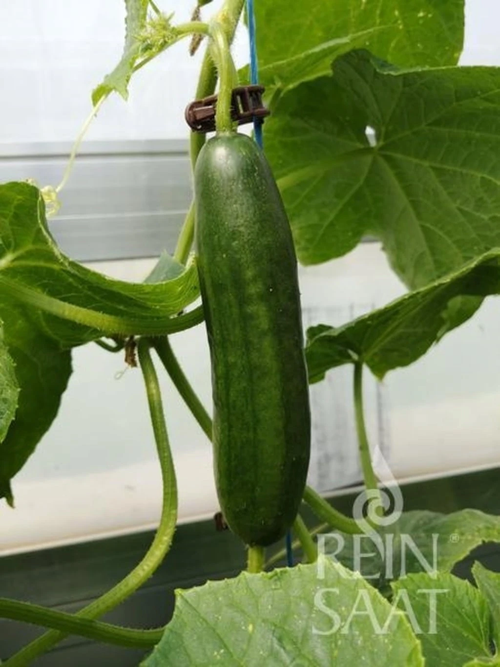 Snackgurke "Beth Alpha"