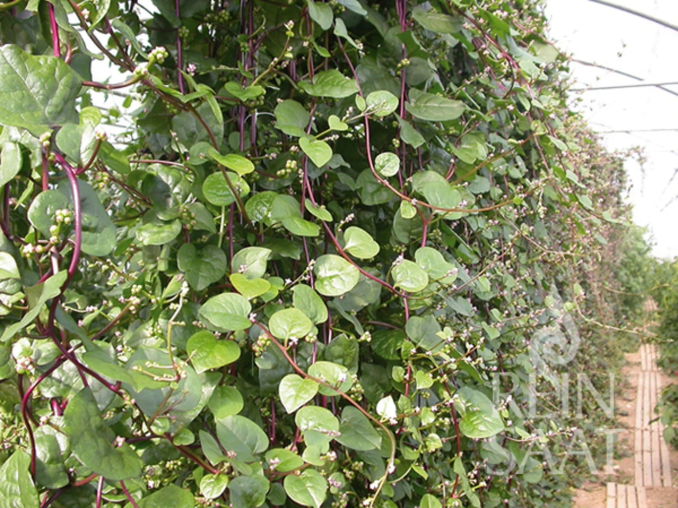 Sortenrarität "Roter Malabarspinat" – Bild 2