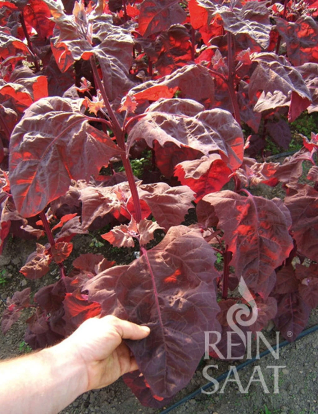 SortenraritÀt "Rubinrote Gartenmelde"