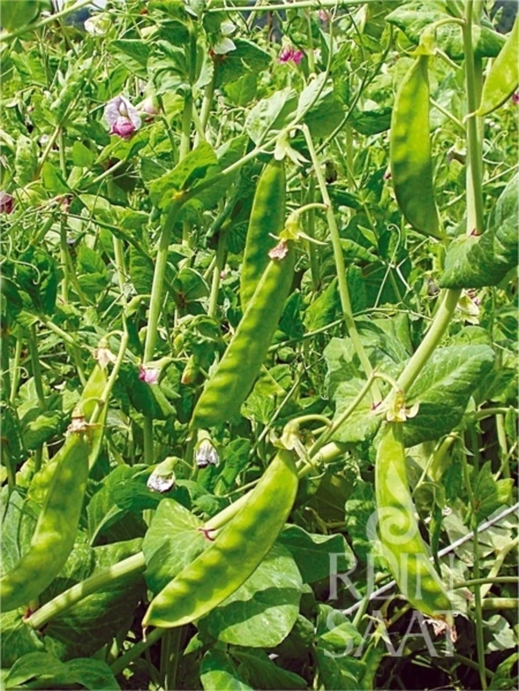 Zuckererbsen "Schweizer Riesen" – Bild 2