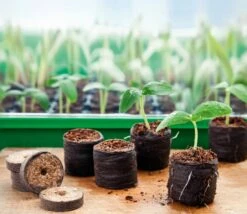 Anzuchthaus S PLUS COCO Inkl. 12 Kokos-Quelltabletten