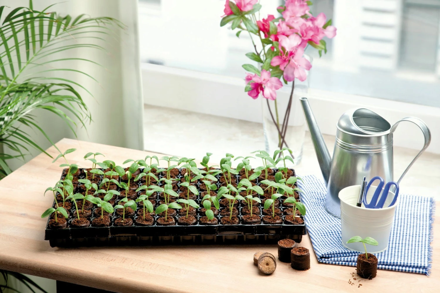 Coco Plug Tray Mit 77 Kokos-Quelltabletten – Bild 4