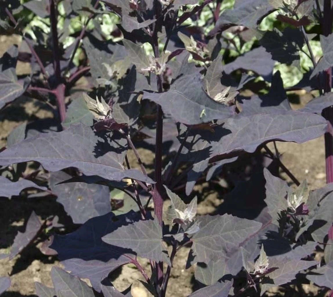 Rote Gartenmelde, 5 G – Bild 2