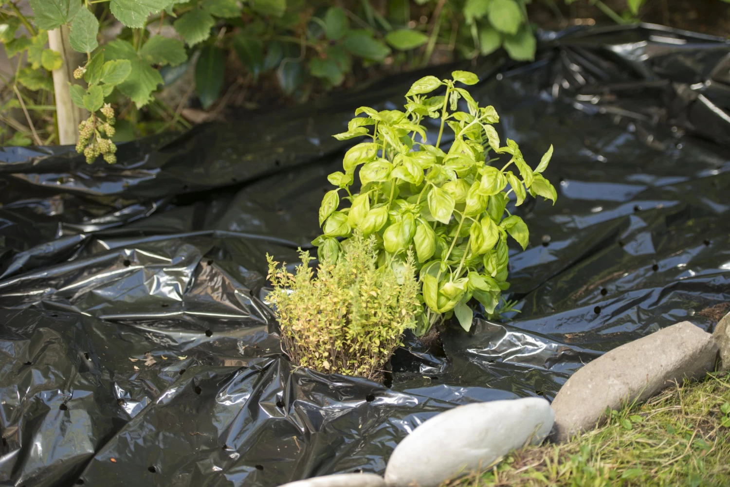 Windhager Unkraut- & Erdbeer-Folie â Bild 6