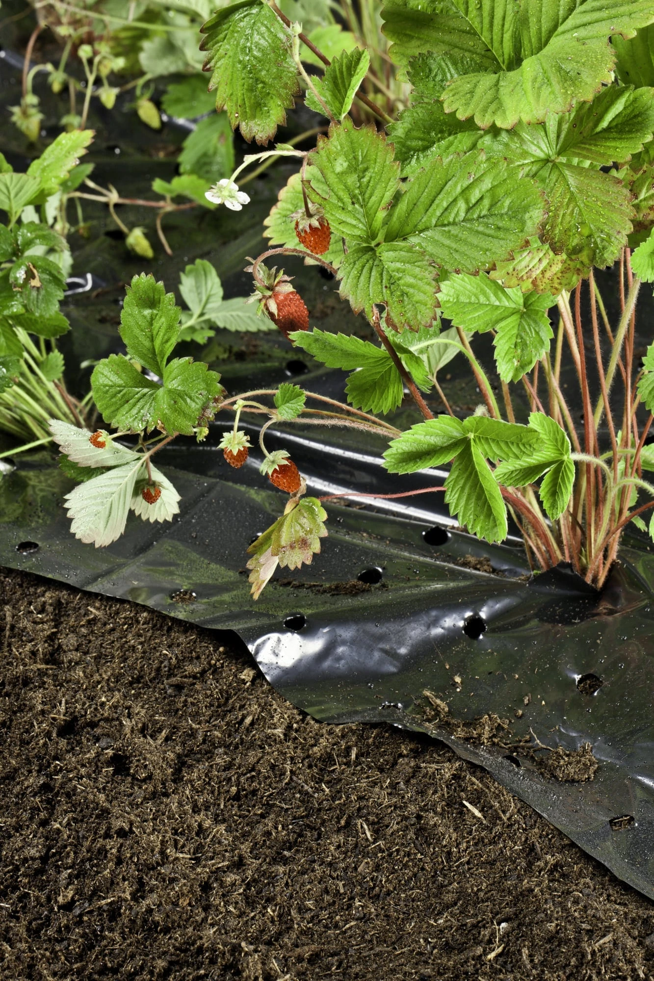 Windhager Unkraut- & Erdbeer-Folie â Bild 4