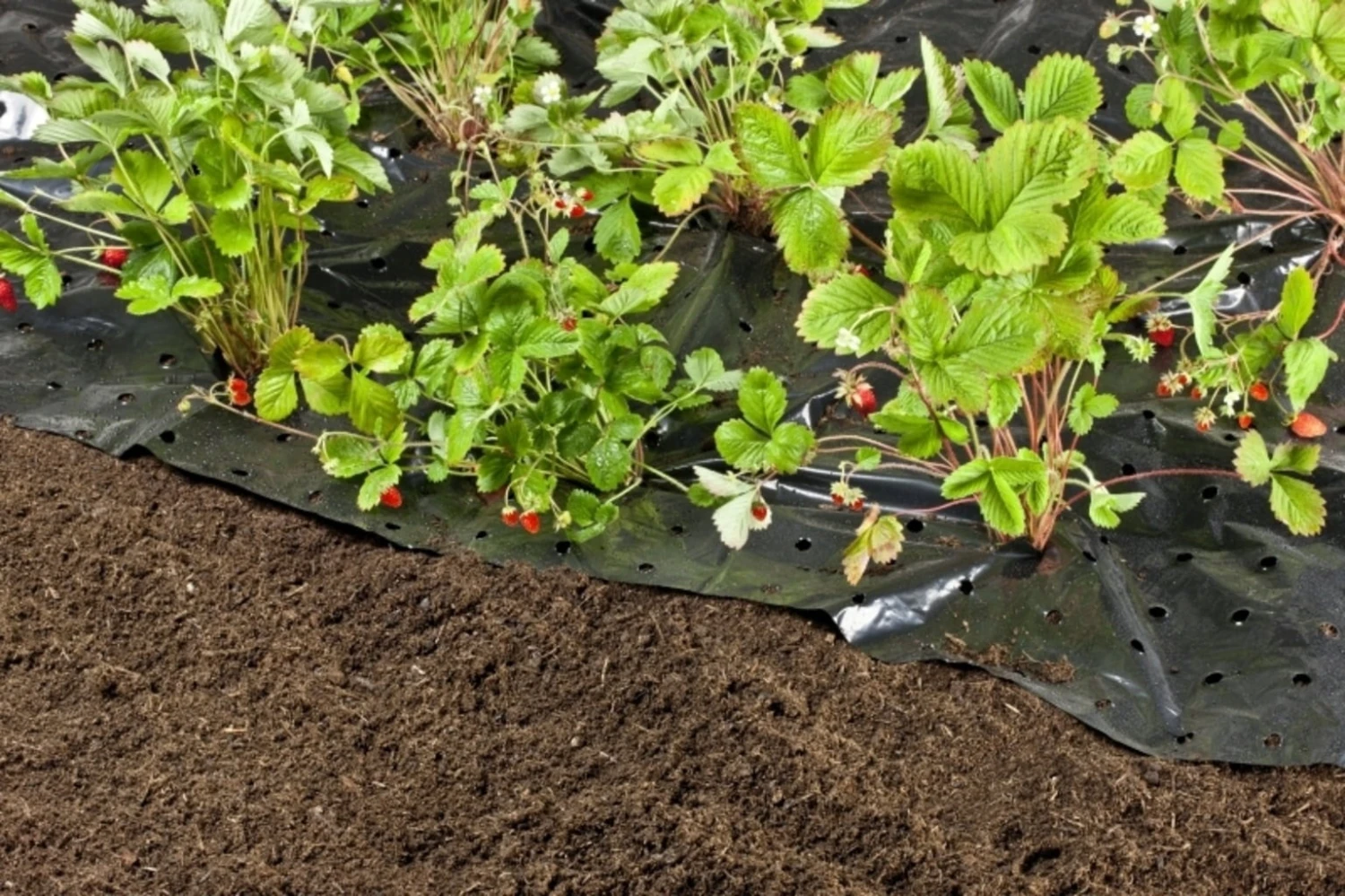 Windhager Unkraut- & Erdbeer-Folie â Bild 3
