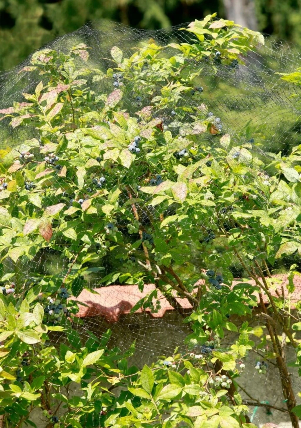 Windhager Vogelschutz-Netz ORTONET, 5x4m – Bild 3