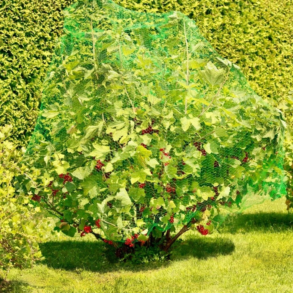 Windhager Vogelschutz-Netz RATIONAL, 8x8m – Bild 3