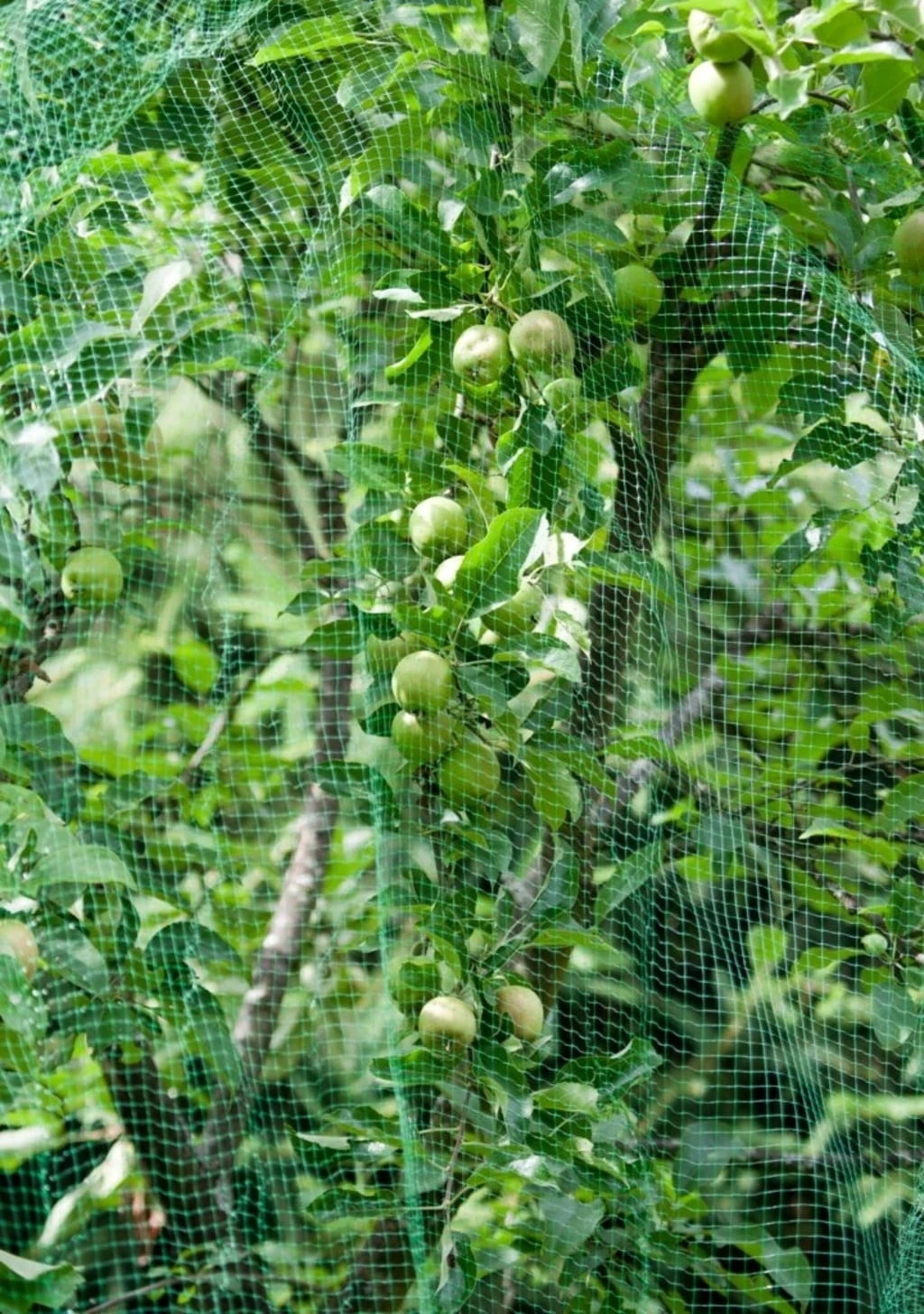 Windhager Vogelschutz-Netz RATIONAL, 8x8m – Bild 4